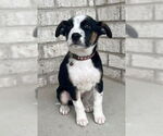 Small #1 Border Collie Mix