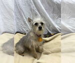 Small #1 Mutt