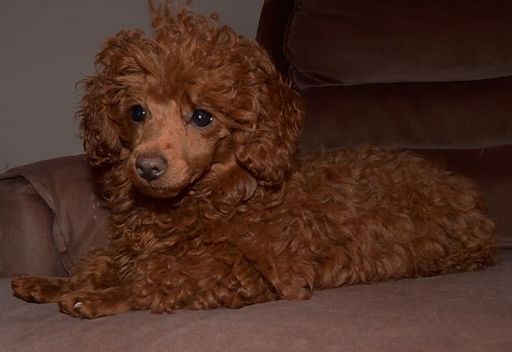 Medium Photo #1 ShihPoo Puppy For Sale in SMITHS CREEK, MI, USA