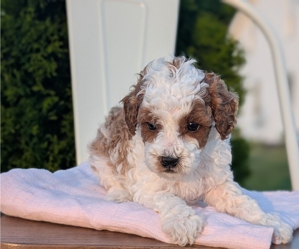 Medium Photo #46 Poodle (Miniature) Puppy For Sale in GOSHEN, IN, USA