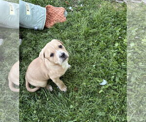 American Pit Bull Terrier-Labrador Retriever Mix Dogs for adoption in Holly Springs, NC, USA