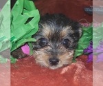 Small Photo #72 Yorkshire Terrier Puppy For Sale in AKRON, OH, USA