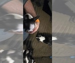 Small #6 Boston Terrier
