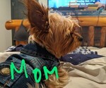 Small Photo #13 Yorkshire Terrier Puppy For Sale in EAST LAYTON, UT, USA