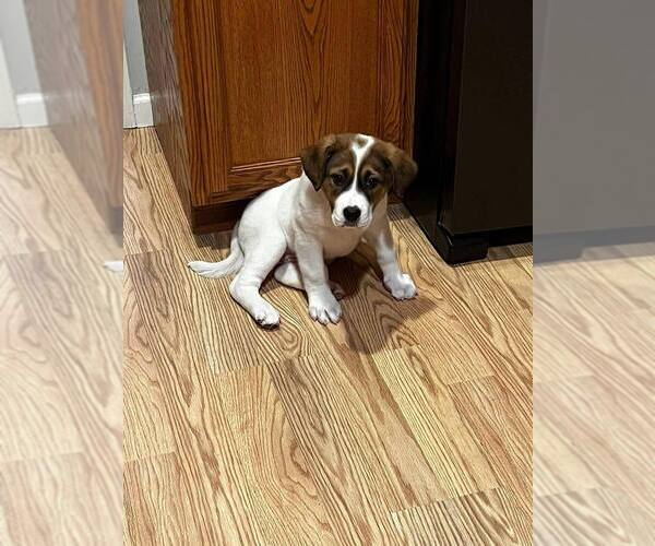 Medium Photo #5 Border Collie-Unknown Mix Puppy For Sale in New York, NY, USA