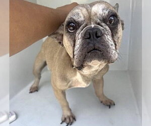French Bulldog Dogs for adoption in Houston, TX, USA