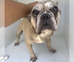 Small French Bulldog