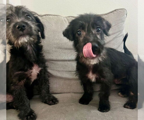 Medium Photo #4 Poodle (Miniature)-Unknown Mix Puppy For Sale in Dana Point, CA, USA