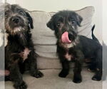 Small #3 Poodle (Miniature) Mix
