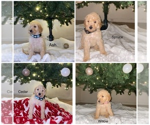 Goldendoodle-Poodle (Standard) Mix Puppy for sale in CANON CITY, CO, USA