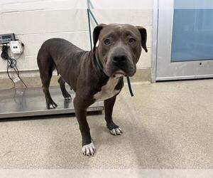 American Pit Bull Terrier Dogs for adoption in Grand Prairie, TX, USA