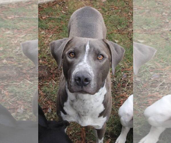 Medium Photo #19 American Pit Bull Terrier-Unknown Mix Puppy For Sale in Oakhurst, NJ, USA