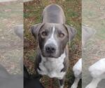 Small #18 American Pit Bull Terrier Mix