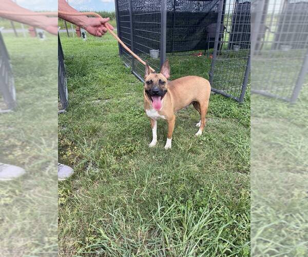 Medium Photo #3 Mutt Puppy For Sale in Abbeville, LA, USA