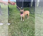 Small #2 Mutt