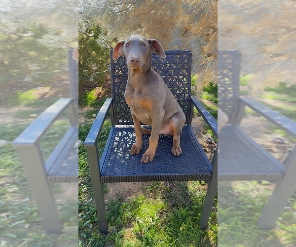 Medium Photo #6 Doberman Pinscher Puppy For Sale in HESPERIA, CA, USA