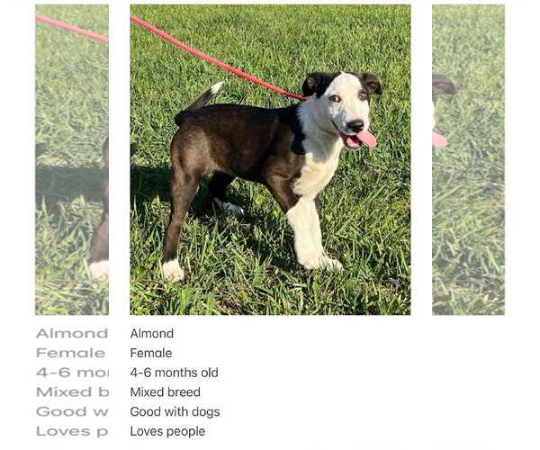 Medium Photo #2 Border Collie-Unknown Mix Puppy For Sale in Crystal, MN, USA