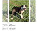 Small #1 Border Collie Mix