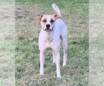 Small #33 Mutt