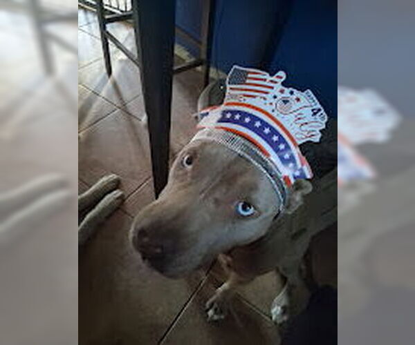 Medium Photo #3 American Pit Bull Terrier Puppy For Sale in Pacific grove , CA, USA