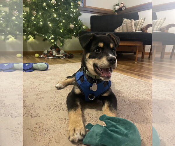 Medium Photo #10 Shepradors Puppy For Sale in Princeton, MN, USA