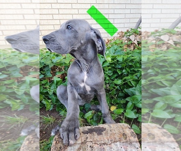 Medium Photo #30 Great Dane Puppy For Sale in OGDEN, UT, USA
