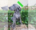 Small Photo #30 Great Dane Puppy For Sale in OGDEN, UT, USA