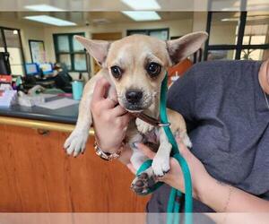 Chihuahua Dogs for adoption in Pasadena, CA, USA
