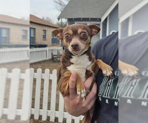 Chihuahua-Unknown Mix Dogs for adoption in San Antonio, TX, USA