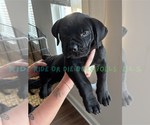 Small #1 Boerboel