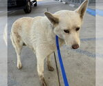 CRYSTAL - Female Siberian Husky Dog for Adoption - Small photo