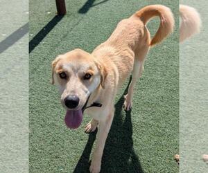 Golden Labrador Dogs for adoption in Rockwall, TX, USA