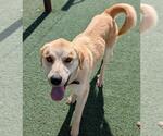 Small Golden Labrador