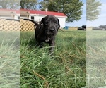 Small Photo #3 Great Dane Puppy For Sale in GARRETT, IN, USA