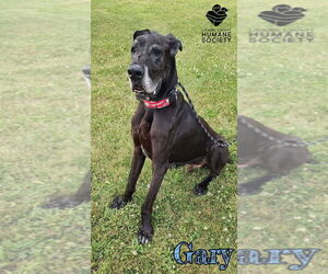 Great Dane Dogs for adoption in Bullard, TX, USA