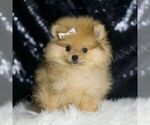 Small #2 Pomeranian