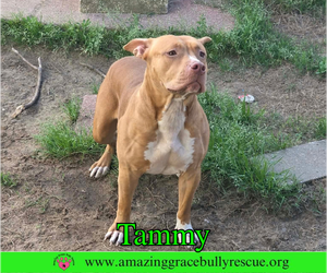 American Bulldog-Unknown Mix Dogs for adoption in Milton, FL, USA