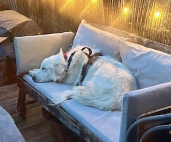 Medium Photo #4 Great Pyrenees-Unknown Mix Puppy For Sale in Brooklyn, NY, USA