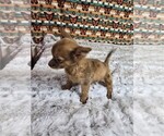 Small #13 Chihuahua