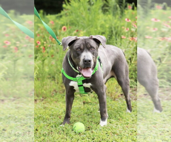 Medium Photo #13 American Staffordshire Terrier-Labrador Retriever Mix Puppy For Sale in Holly Springs, NC, USA