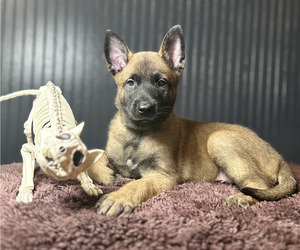 Medium Belgian Malinois