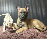 Puppy 3 Belgian Malinois