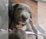 Small Photo #16 Great Dane Puppy For Sale in OGDEN, UT, USA