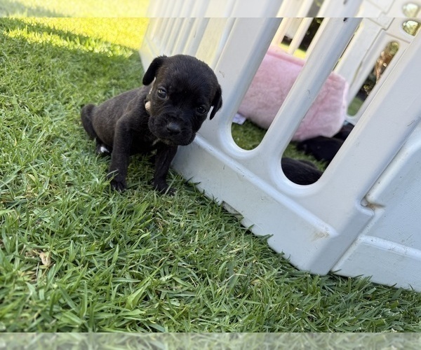 Medium Photo #51 Cane Corso Puppy For Sale in LIVERMORE, CA, USA