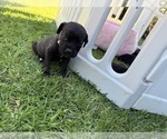 Small Photo #51 Cane Corso Puppy For Sale in LIVERMORE, CA, USA