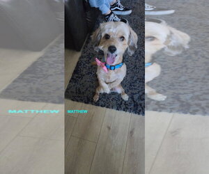 MATTHEW - Male Cockapoo (Toy) Dog for Adoption - Photo #2