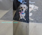 Small Photo #2 Cockapoo (Toy) Puppy For Sale in Woodland Hills, CA, USA