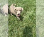 Small #1 Labrador Retriever