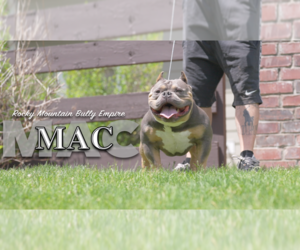 Father of the American Bully puppies born on 05/08/2025