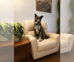 Great Dane-Unknown Mix Dogs for adoption in Dallas, TX, USA